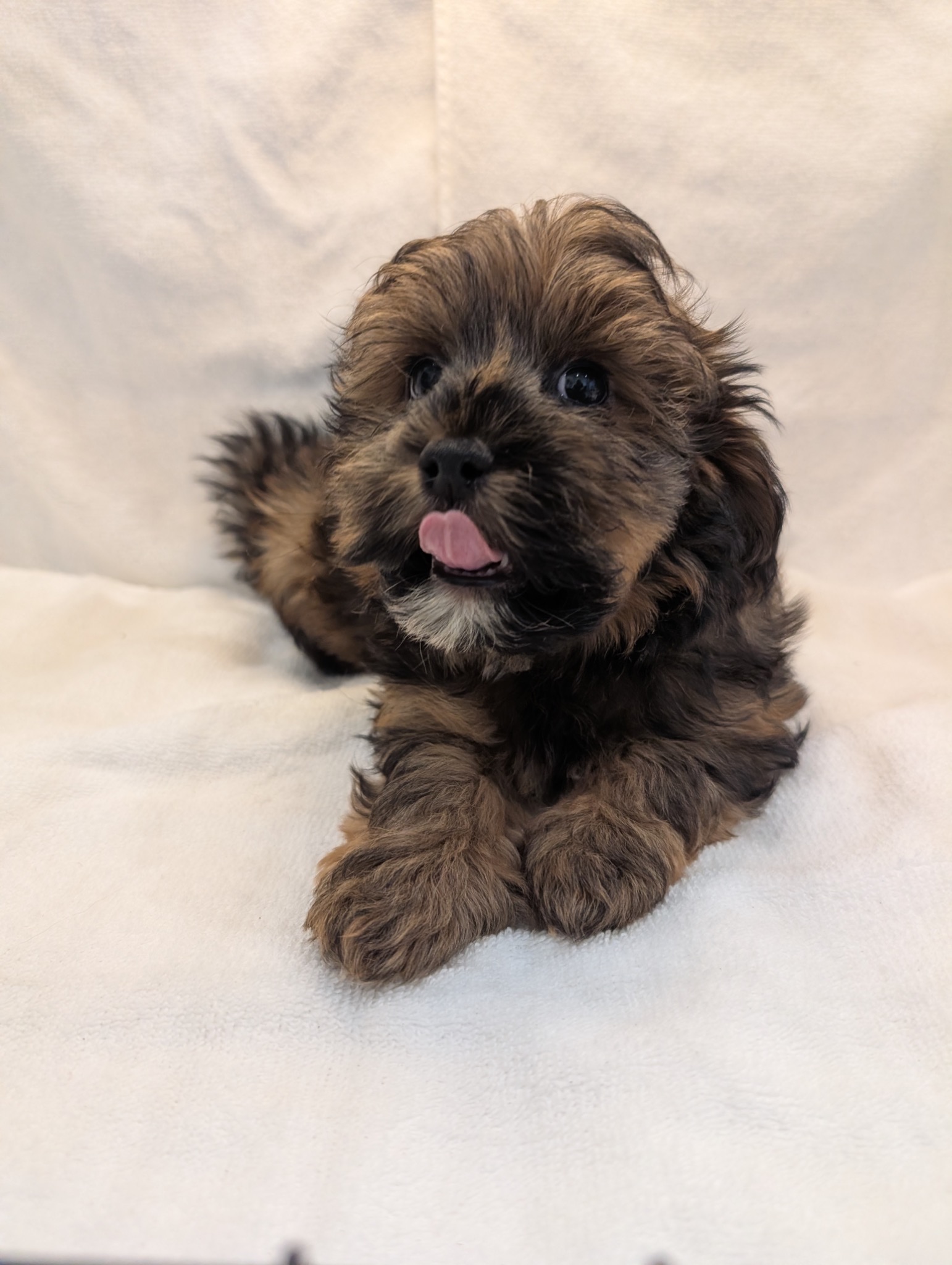 Cedar – Male Havanese Puppy