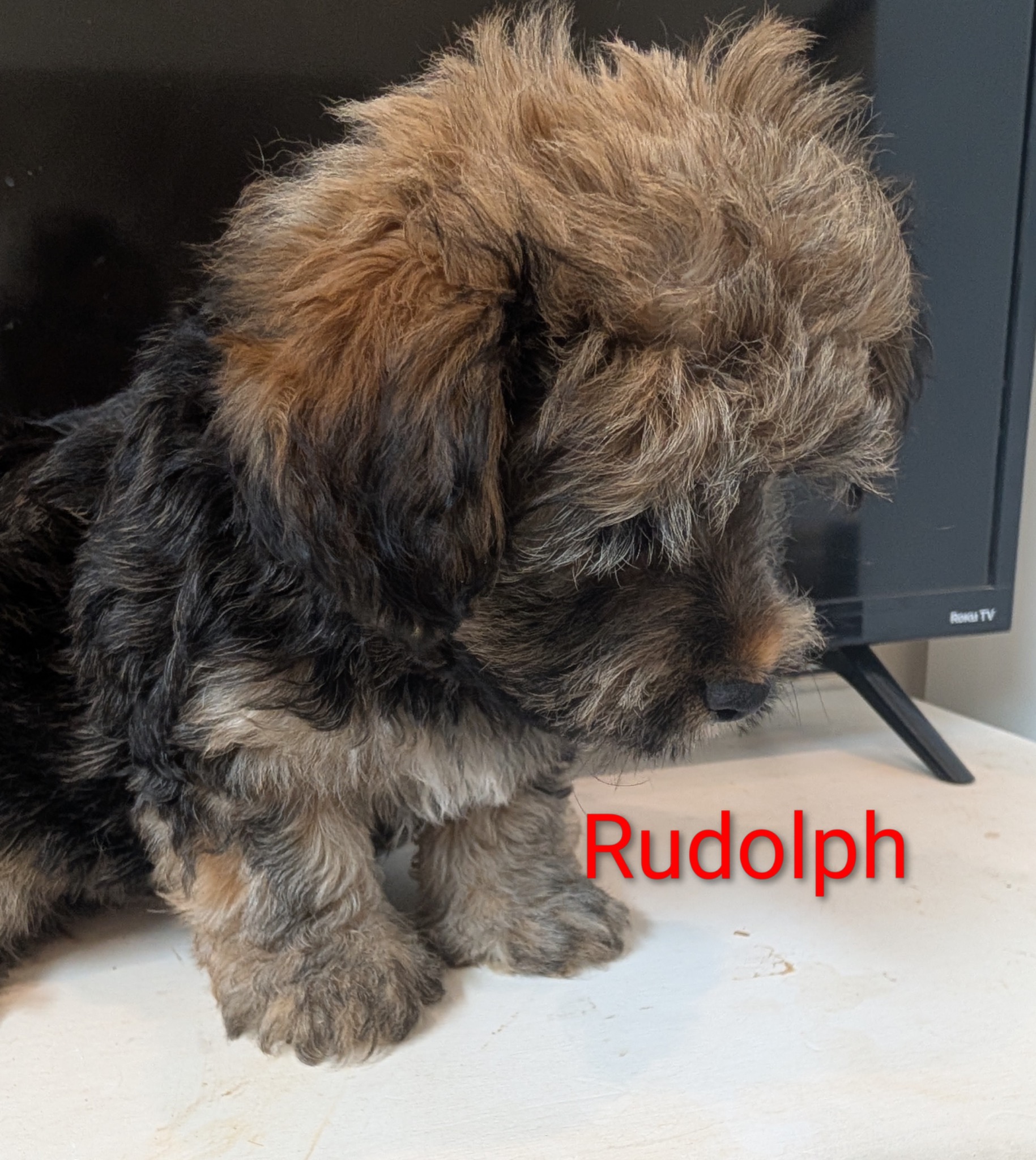 Rudolph – Male Havanese Puppy
