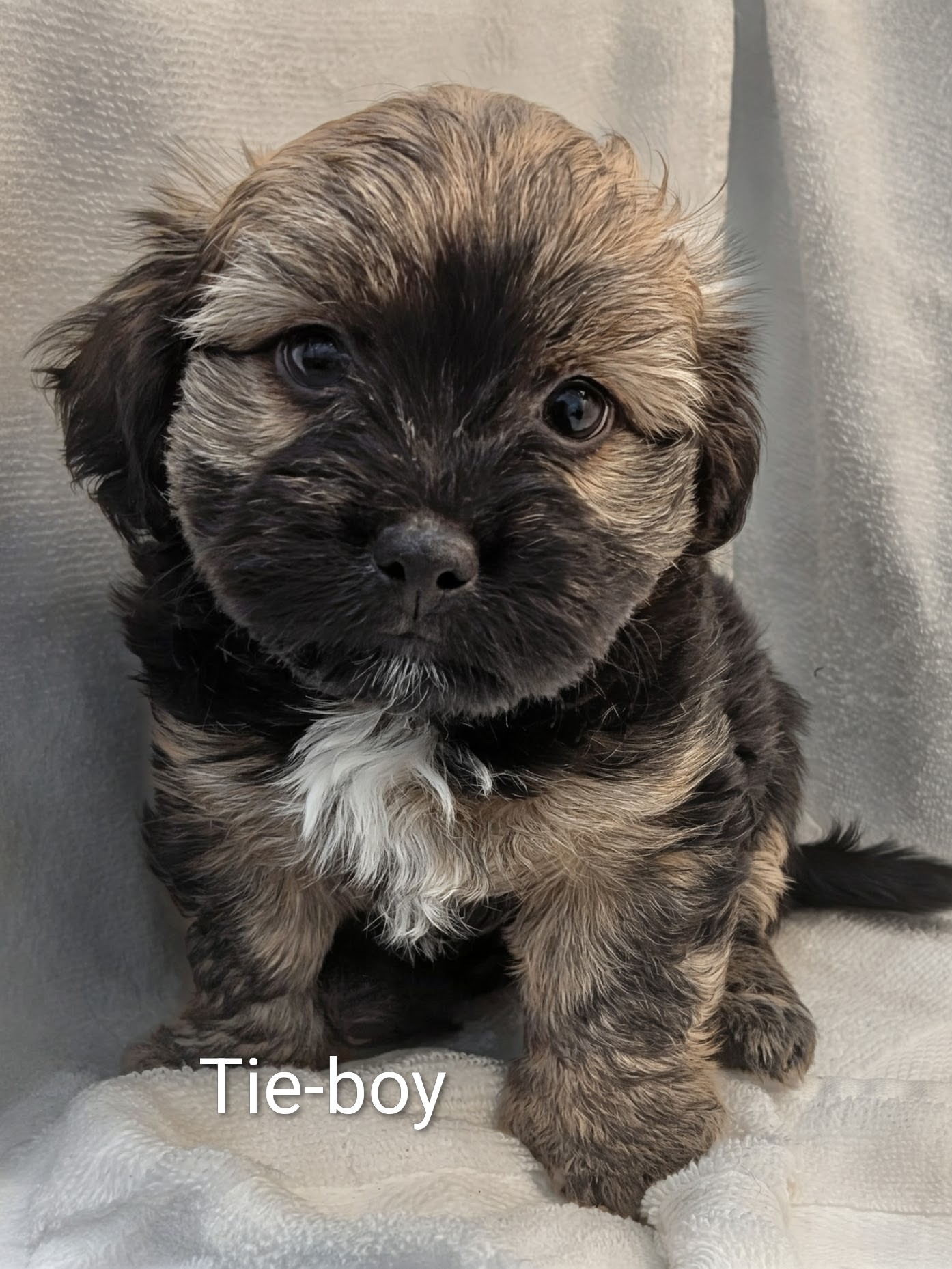 Tie – Male Havanese Puppy