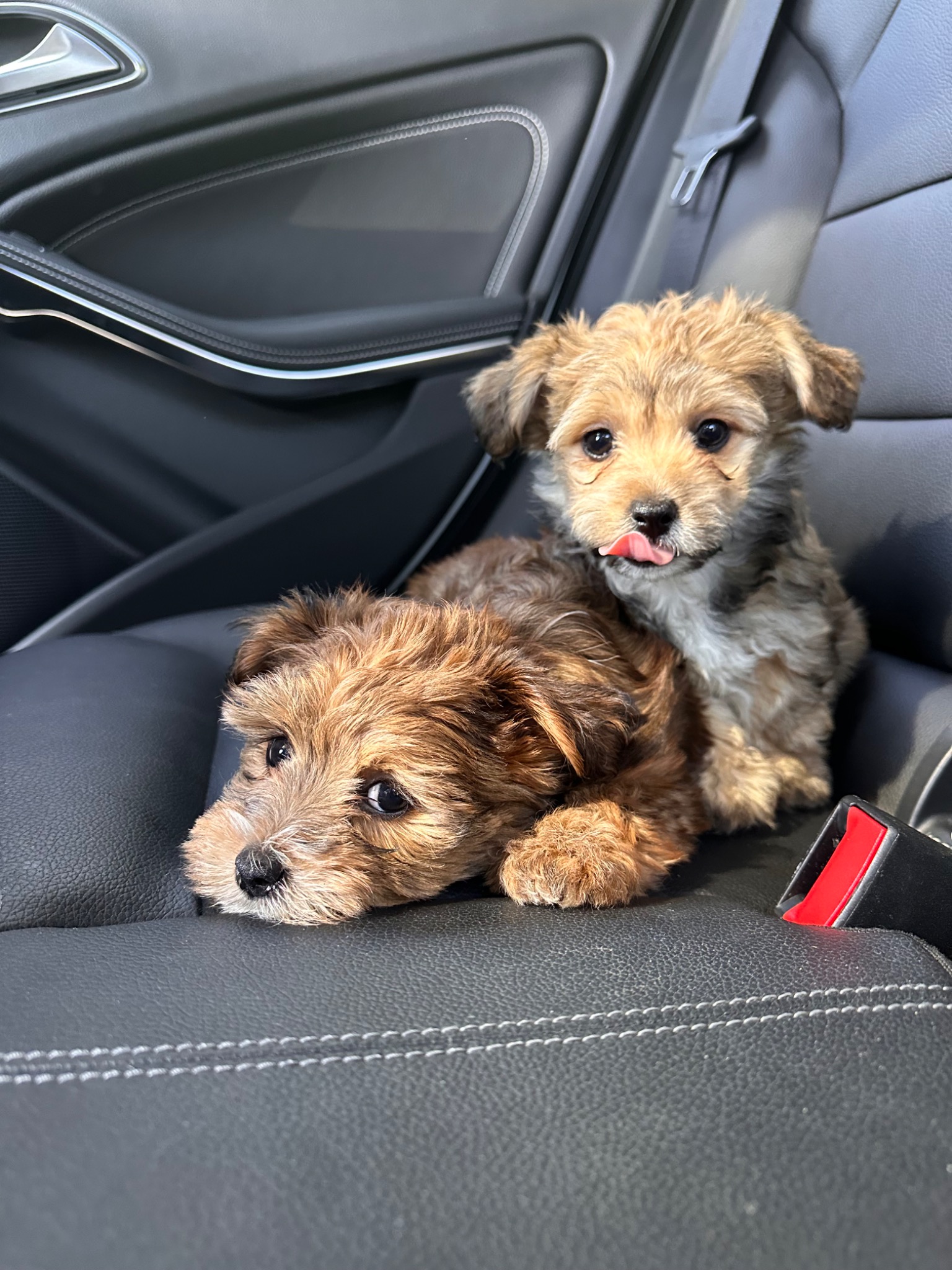 Foxy – Female Havanese Puppy, Golden Sable