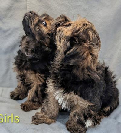 Princess – Female Havanese Puppy, Red Black White